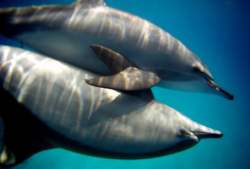 Kaitpanku klīnika – kādā lagūnā dzīvo bariņš delfīnu, ar kuriem kopā var papeldēt un paskatīties kā tie atpūšas un spēlējas.
